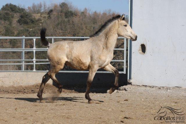 Goliat