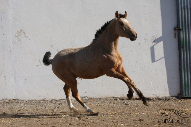 Reno