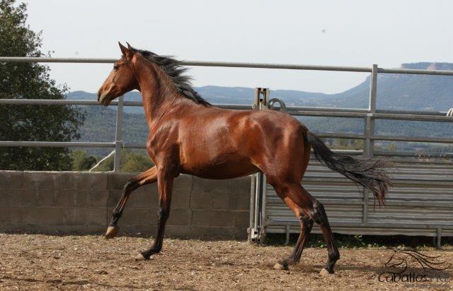 Furioso
