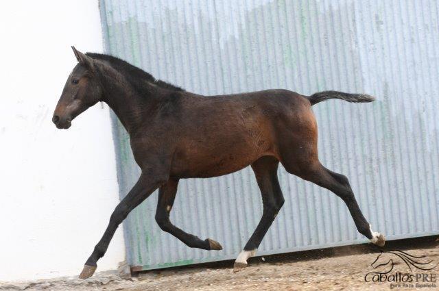 Hija Lancera