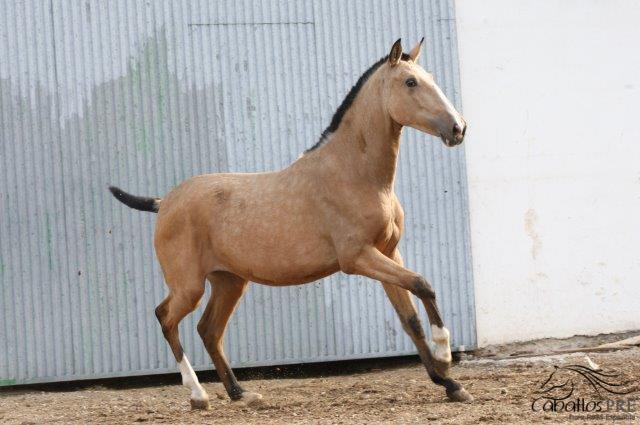 Hija Letrada