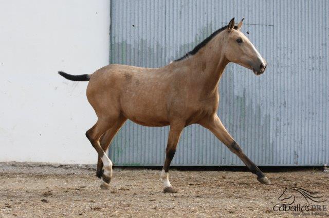 Hija Letrada