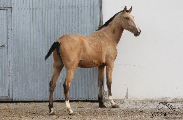 Hija Letrada