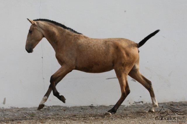 Hija Letrada