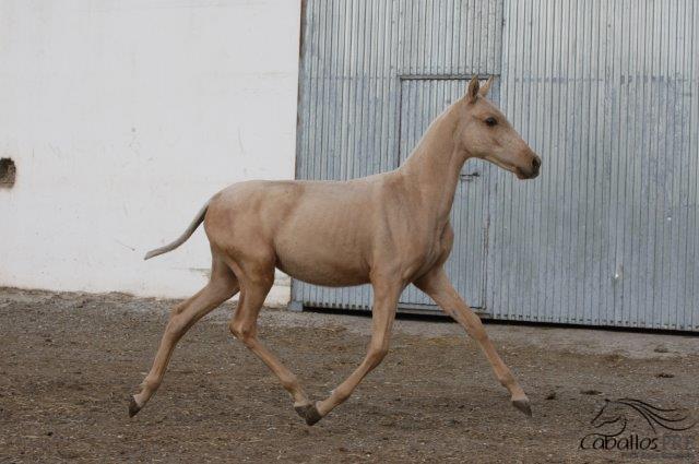 Hija Zingara