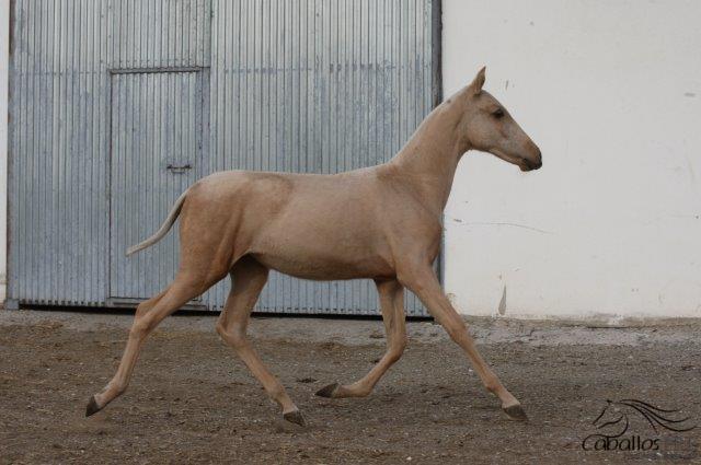 Hija Zingara