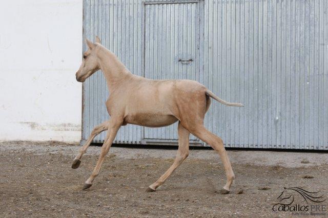 Hija Zingara