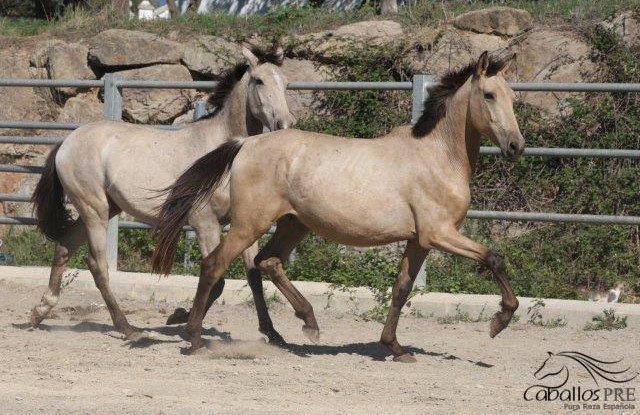 Buckskin Hengstfohlen