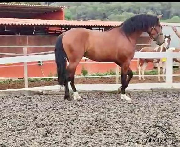 Castano