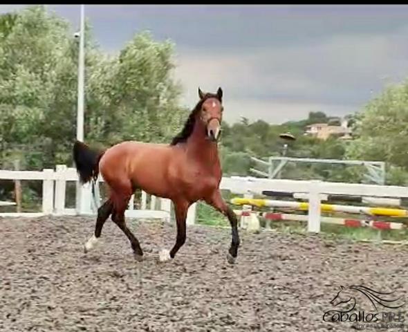 Castano