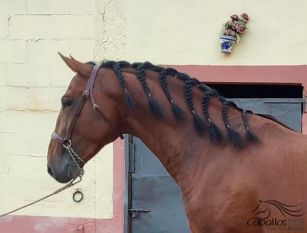 Castano