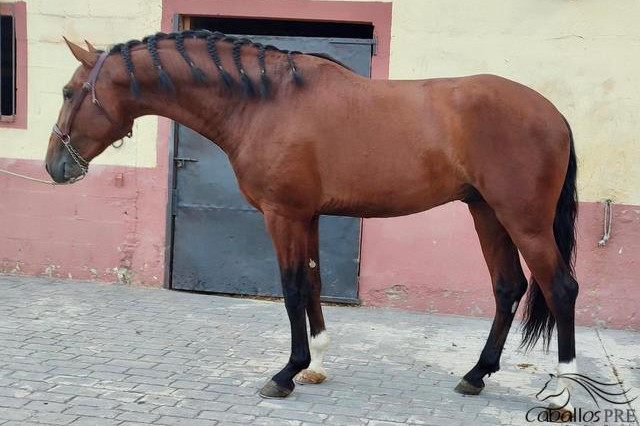 Castano