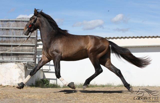 Furioso