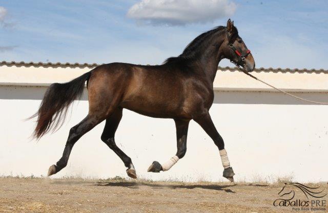 Furioso