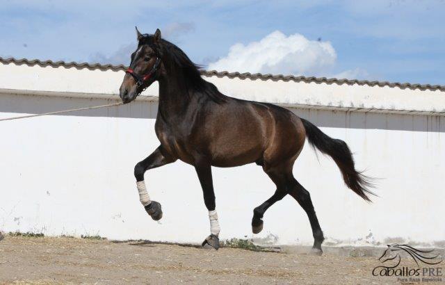 Furioso