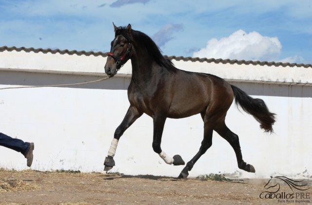 Furioso
