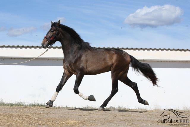 Furioso