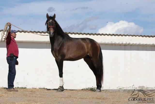 Furioso