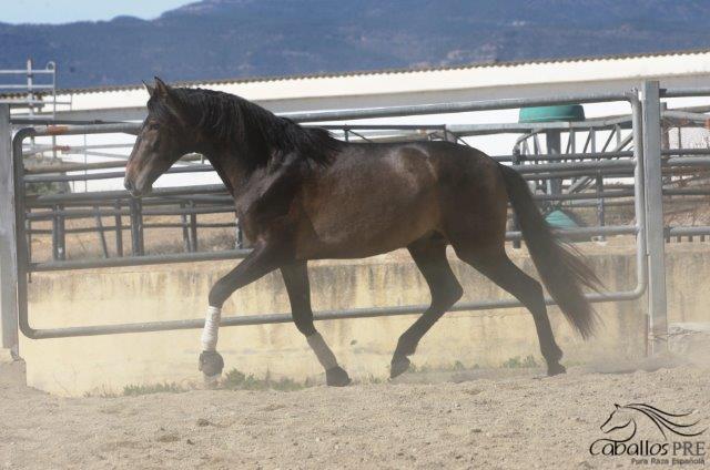 Furioso