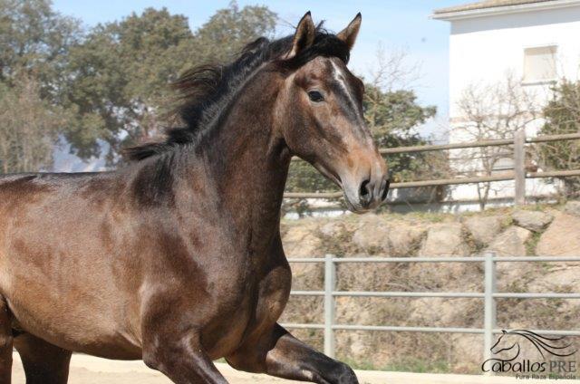 Furioso