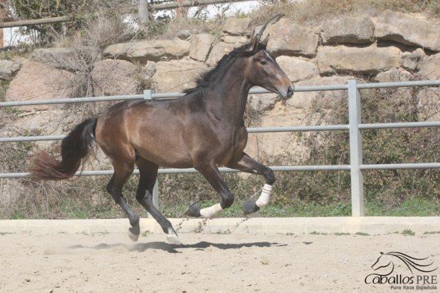 Furioso