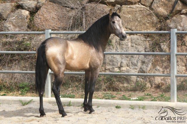Ulises