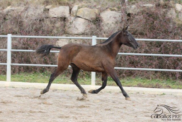 Octavia